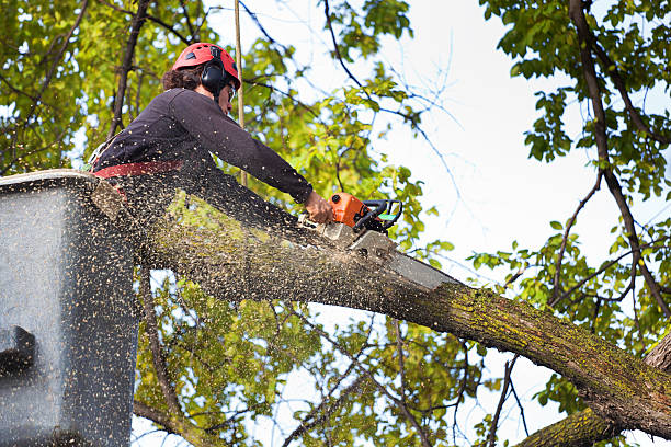 How Our Tree Care Process Works  in  Sun Valley, PA